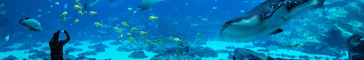 Explore and learn at Georgia Aquarium