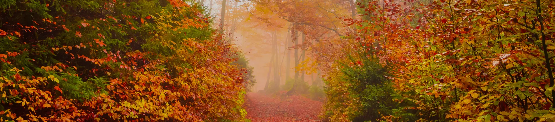 Plan your trip and enjoy these 5 destinations this fall 2021