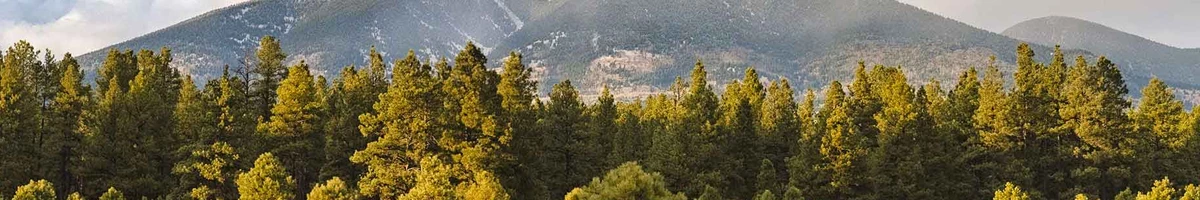 Autumn at the Flagstaff Natural Forest in Arizona
